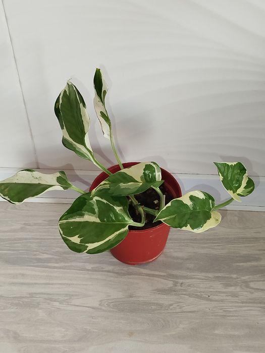 Epipremnum Enjoy