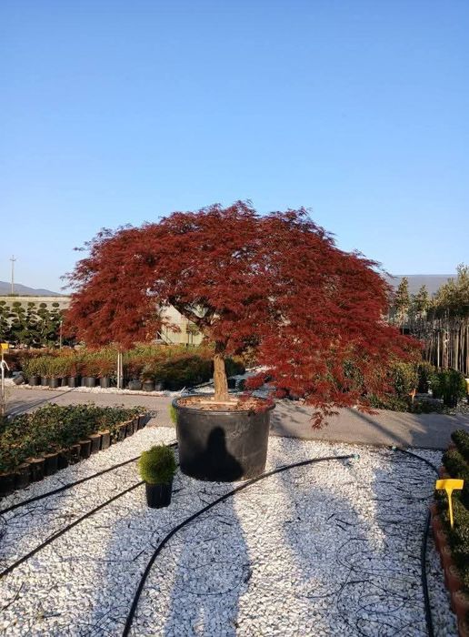 Amenajări peisagistice
