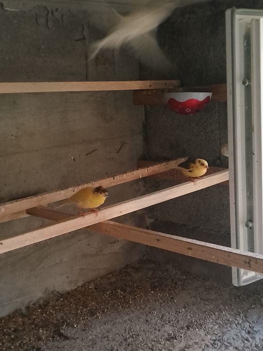 Vând canari timbrado