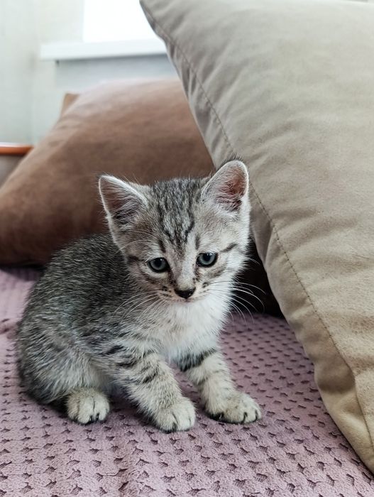 Отдадим котят в добрые руки