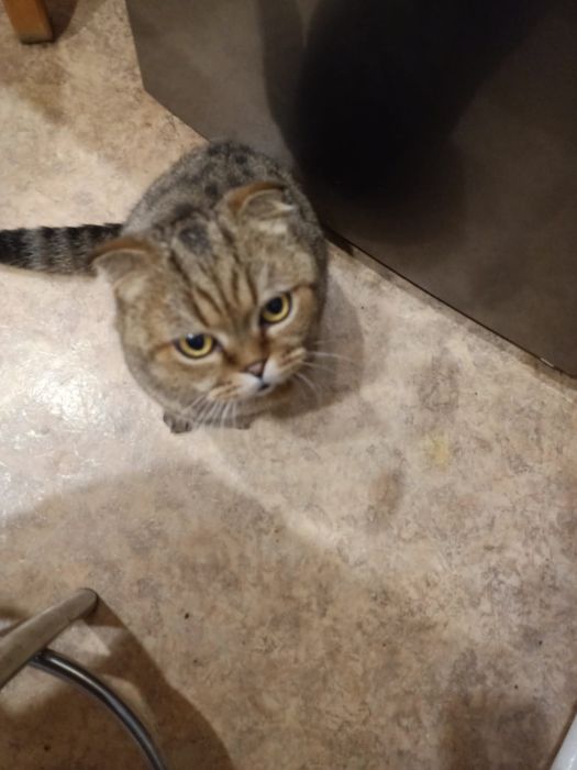 Шотландская кошечка в добрые руки