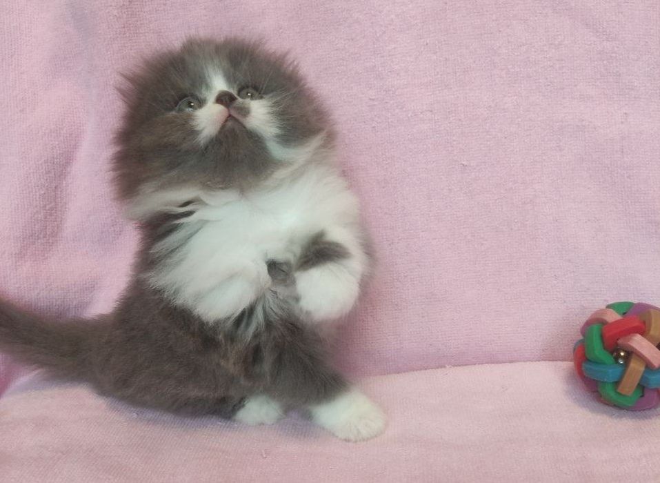 Хайленд-фолд, мальчик!