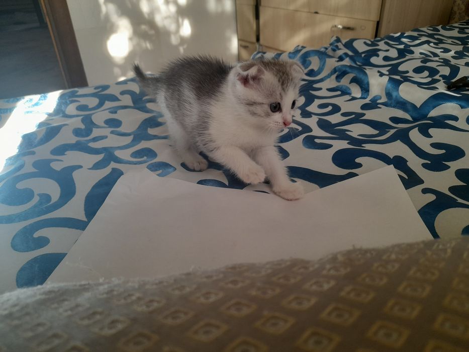 Котята бесплатно