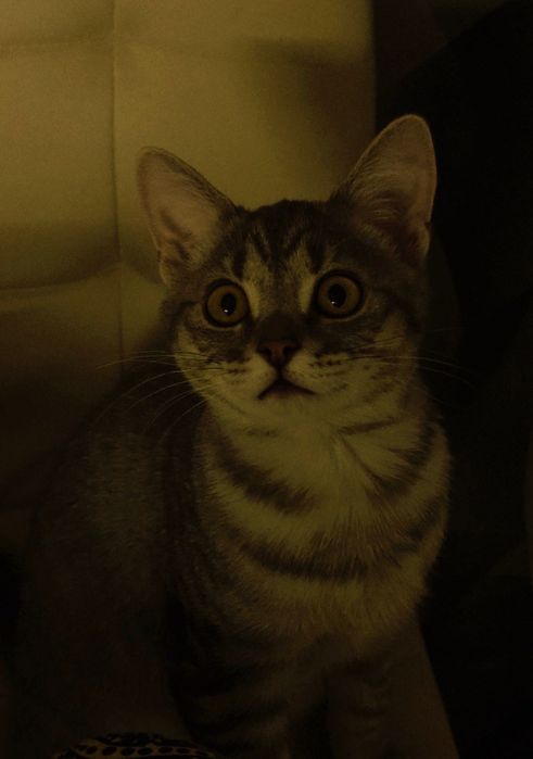 Кот 6 месяцев в добрые руки