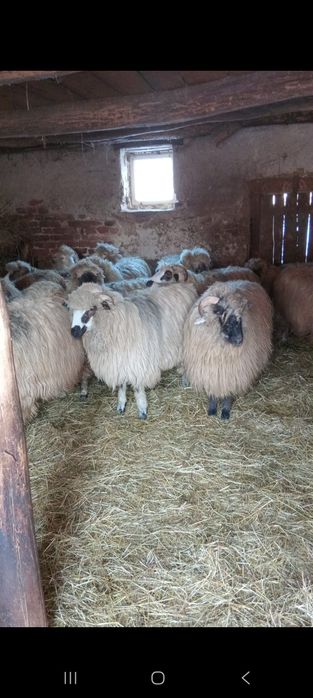 Vând 19 mioare (oi)