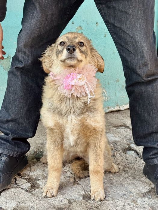 Привитые щенки ищут дом