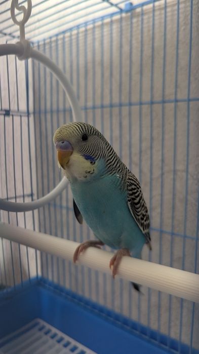 Волныйстый попугай 2 шт