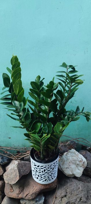 Замиокулькас продам