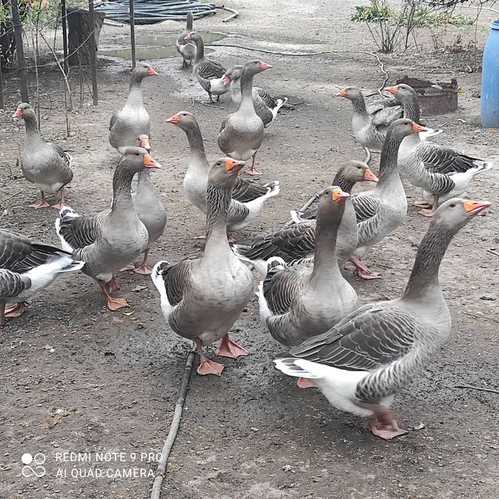 Продам гусей серый великан