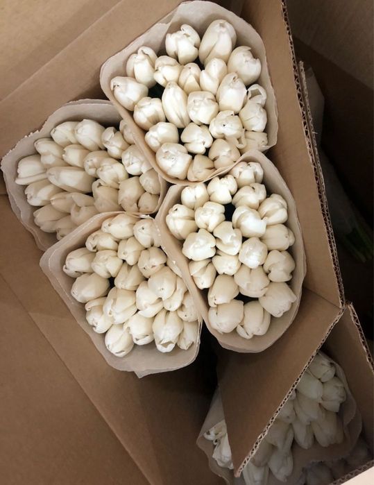 Свежие тюльпаны