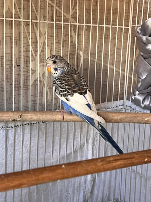 Totiqush Valnisti, Попугай подчех волнистый