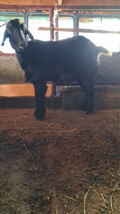 Тоқты, ешкі, саулық, қошқар