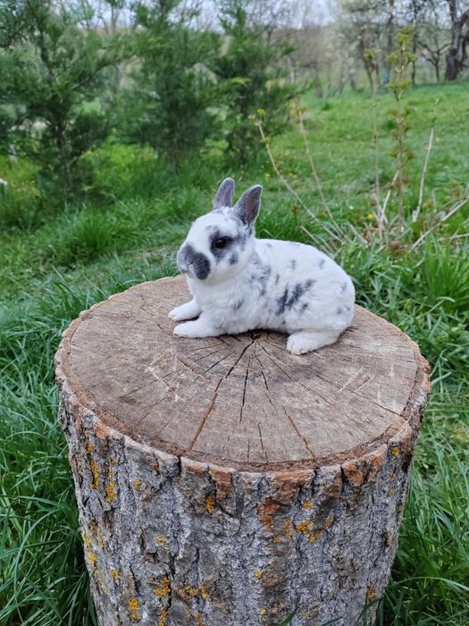 Vând iepuri Rex pitic tricolor și dalmațian