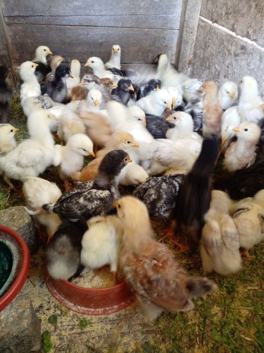 Vand pui de diferite vârste