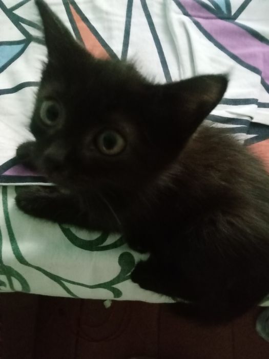 Отдам      котенка