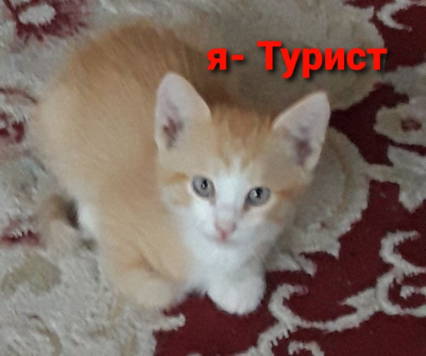 Котята  бесплатно