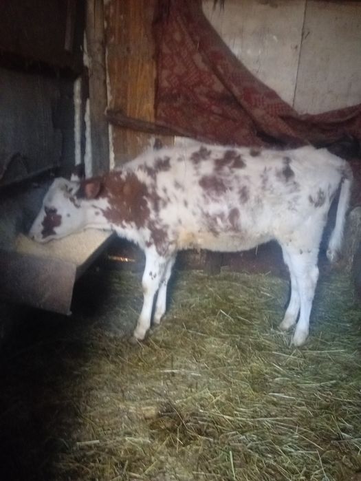 Vând vitea de 3 luni