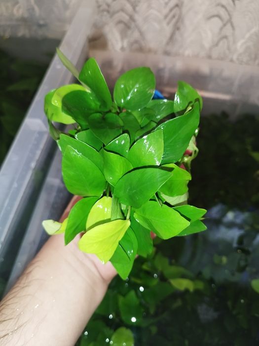 Anubias Golden barteriya