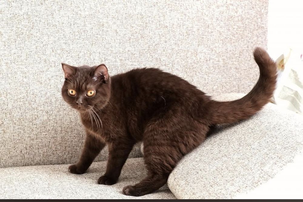 British shorhair chocolate cu pedigree
