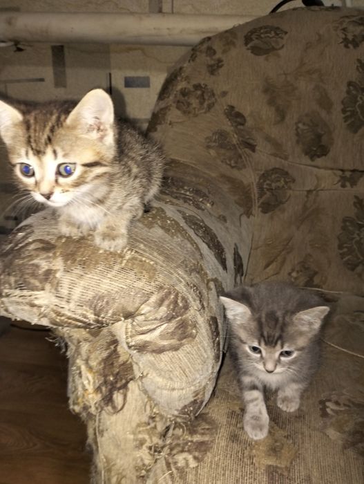 Отдам котят бесплатно