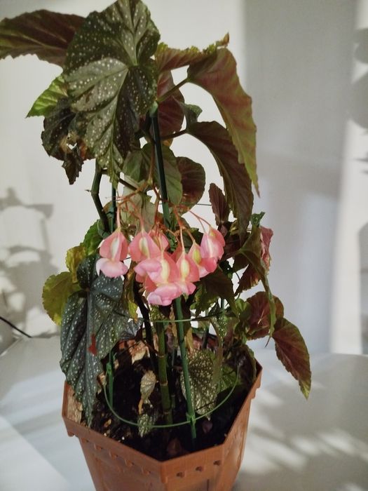 Бегония каролловая