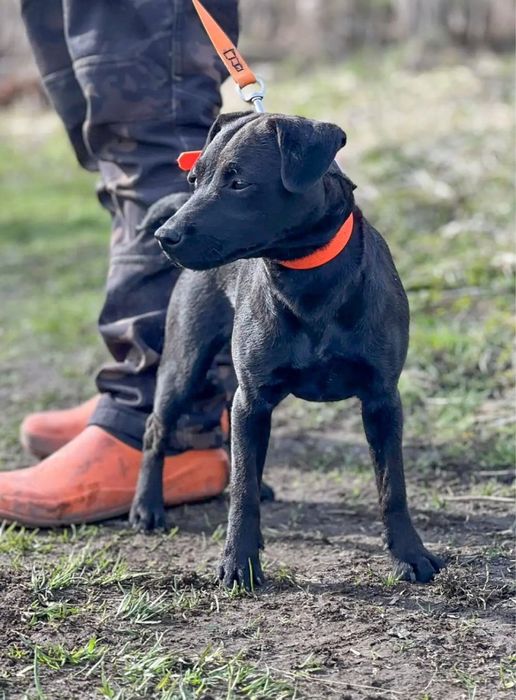 Щенки паттердейл терьера