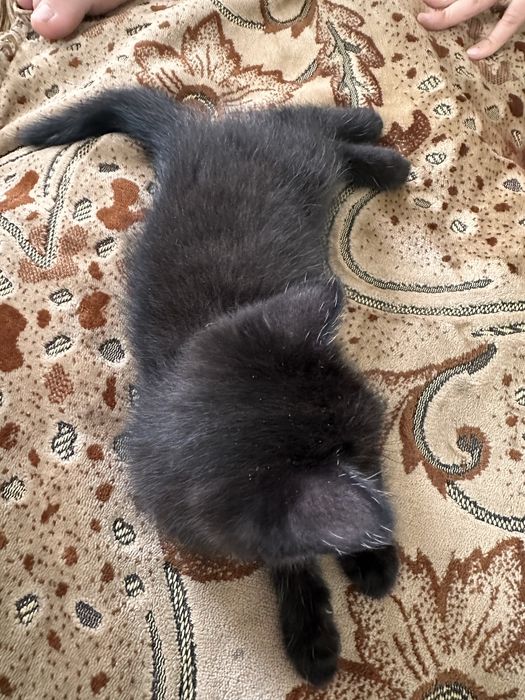 Отдам котят в хорошие руки