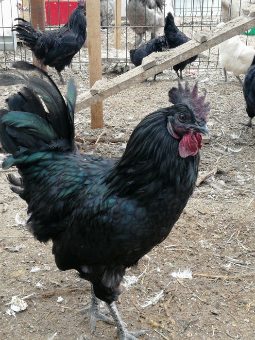 Петух  черный   породный