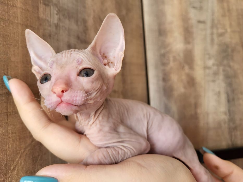 Котятки Донские Сфинксы Девочка и Мальчик.