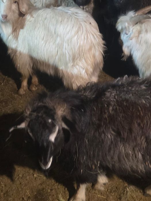 Продаю коз от 25000 тенге