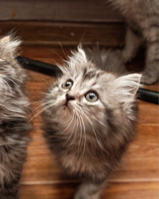 отдам породистых котят