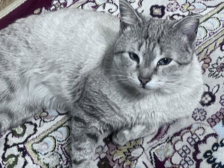 Отдам кота в добрые руки