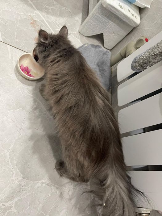 Котёнок в добрые руки!