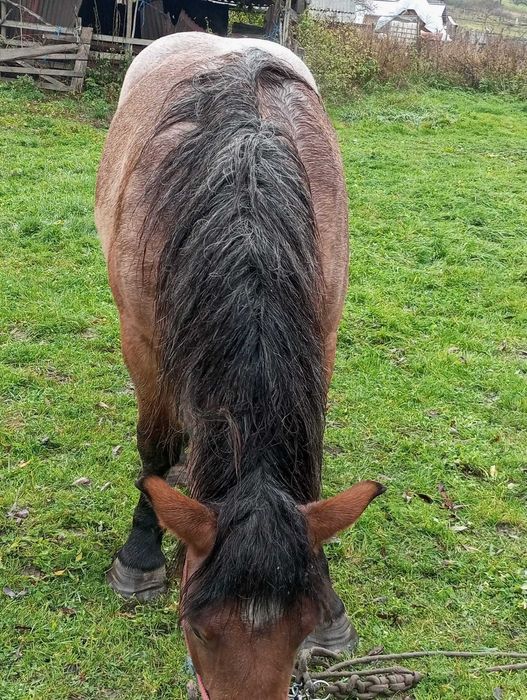 Vând iapă mânză gestantă – 2,5 ani, prima fătare