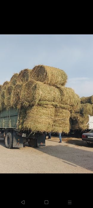Сено люцерна жоношка урлон сатамын жоношка урлон сатамын урлон жоношка