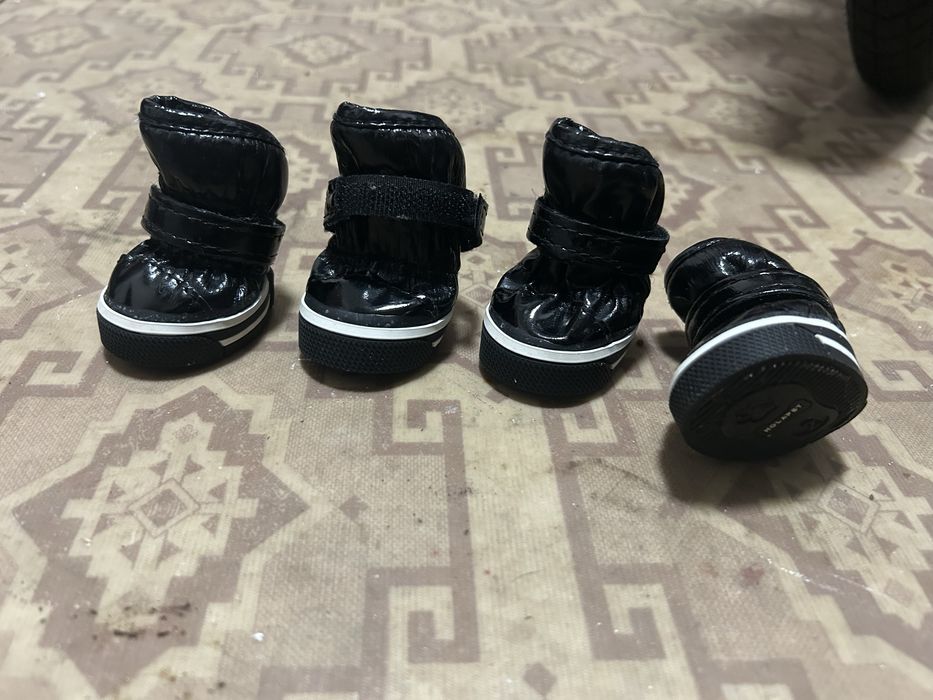 Одежда для животных