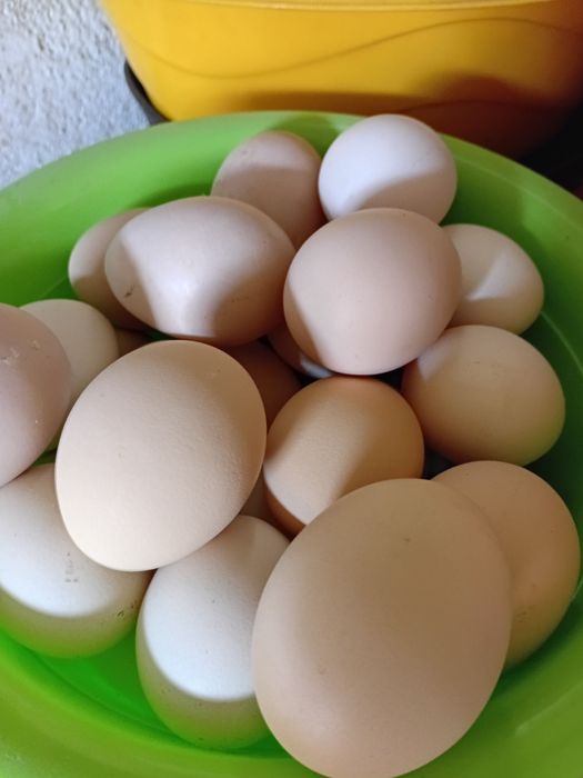 Oua incubat Australorp