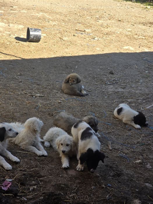 Donez Catei de ciobănesc