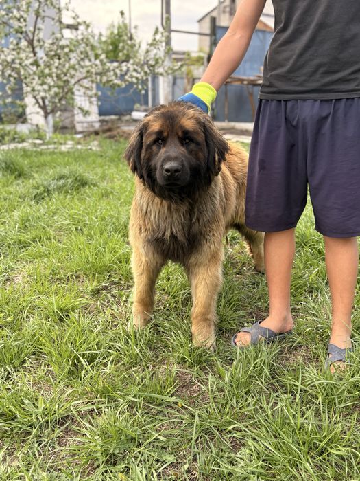 Леонбергер немецкая собака