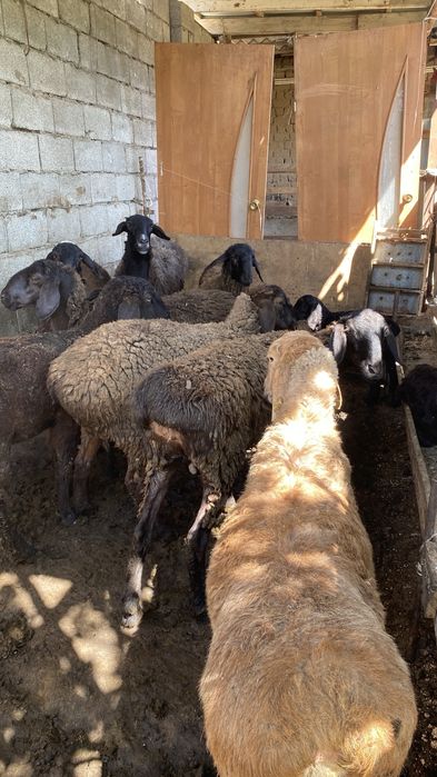 Тоқтылар сатылады