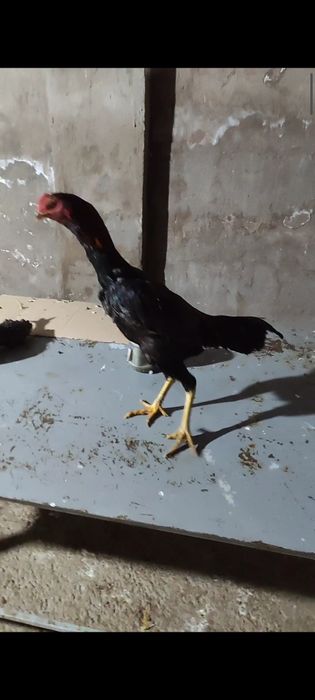 Бойтсовые петух ветнам