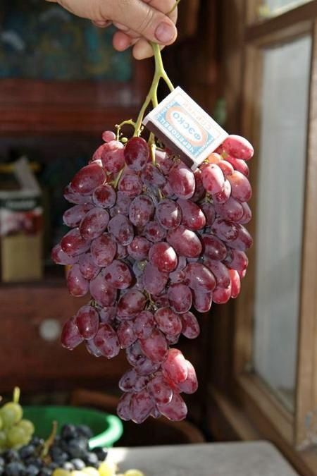 Ризамат ота узум ку́чатлари сотилади