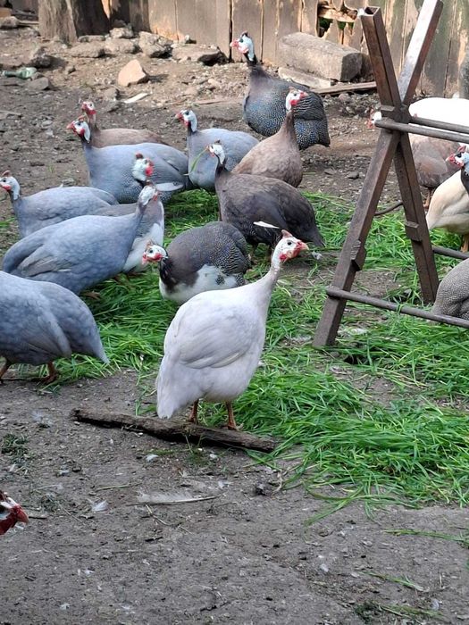 Oua de bibilica pentru incubat