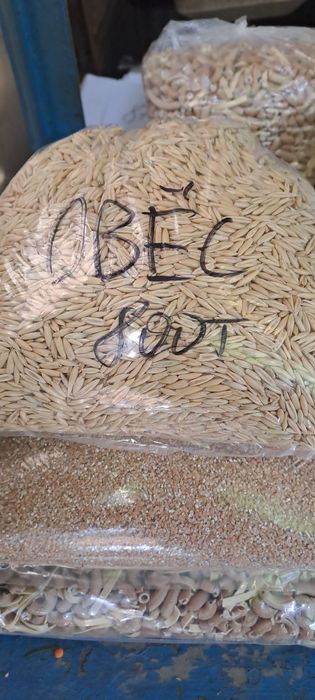 Овёс для лечения