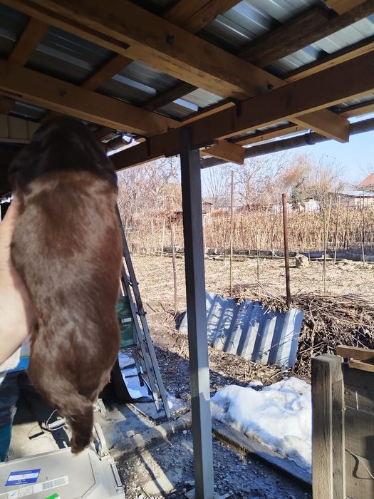 Кокер спаниель щенок