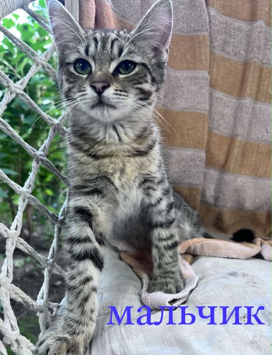 котята в добрые руки!