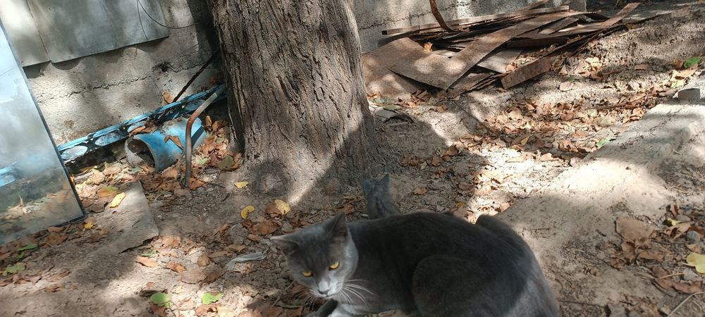 Котята породистые