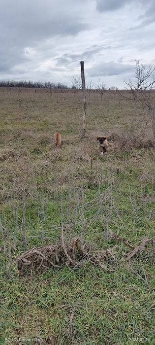 Подарявам кучета