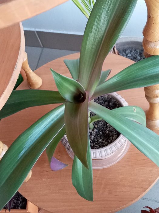 Продам Филодендрон