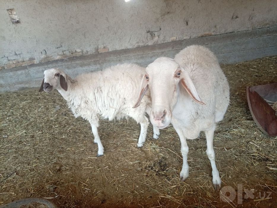 Иккизак она бола куй сотилади онаси бугоз болалари мода